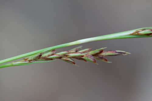 Carex baltzellii #22